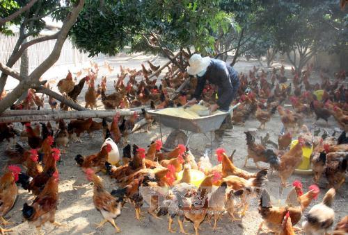 Nâng chất lượng 'đặc sản' gà đồi Yên Thế 